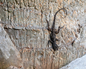A Brown Anole (Anolis sagrei) clings upside down to the bark of a palm tree. Copy space frame left.