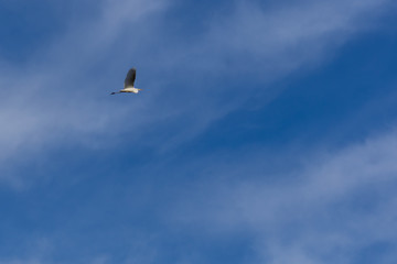 Fototapeta premium Graureier beim Fliegen im blauen Himmel und weissen Wolken