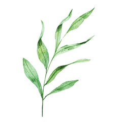 Watercolor green leaves. handpainted illustration, isolated on white background. trendy greenery, foliage, design for invitation, greeting card, prints, wallpaper