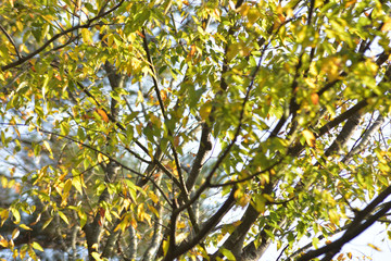 日本の秋の美しい紅葉