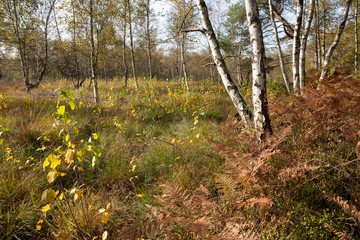 Fototapeta premium Venner Moor, Münsterland, Nordrhein-Westfalen, Deutschland, Europa
