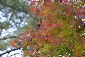 日本の秋の美しい紅葉