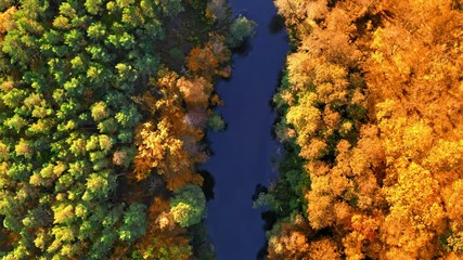 Yellow and green forest and river at sunrise, aerial view