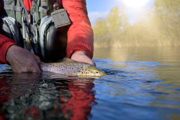 taking a big brown trout in the fly