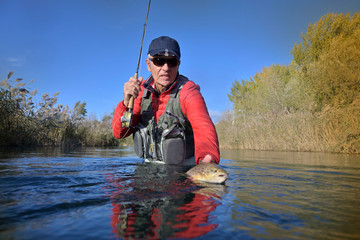 taking a big brown trout in the fly