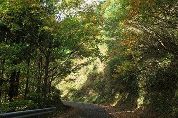 日本の秋の美しい紅葉