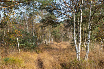 Weg, Naturschutzgebiet, Birkenwald, Venner Moor, Münsterland, Nordrhein-Westfalen, Deutschland,...