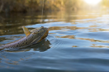 Fototapeta premium taking a big brown trout in the fly