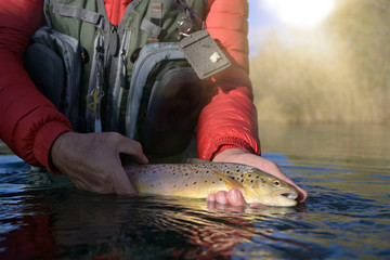 taking a big brown trout in the fly