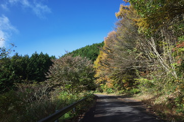 日本の秋の美しい紅葉