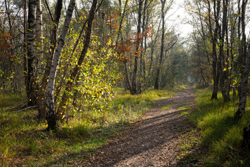 Fototapeta premium Weg, Naturschutzgebiet, Venner Moor, Münsterland, Nordrhein-Westfalen, Deutschland, Europa