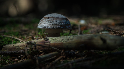 Ein Pilz im Wald