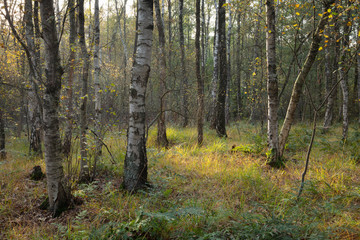 Birkenwald, Naturschutzgebiet, Venner Moor, Münsterland, Nordrhein-Westfalen, Deutschland, Europa