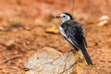White Wagtail perching on a small rock with red soil background