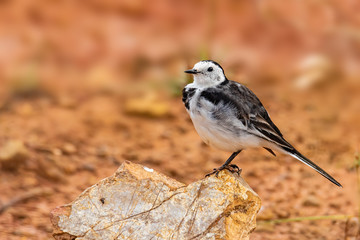 White Wagtail perching on a small rock with red soil background