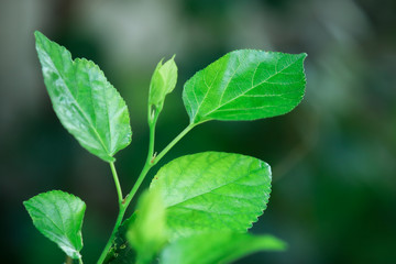 Fototapeta na wymiar Close up green leaf in garden,natural green plants landscape