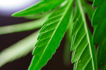 Thematic photos of hemp and marijuana Green leaf