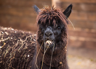 Closeup portrait of an adorable cute black curly shagged male alpaca with hurted eye chewing a dry grass with wonky teeth .Vicugna pacos.