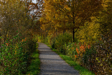 Schöner Weg mit allen Herbstfarben führt am Ende nach links