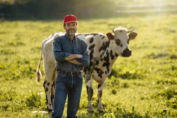 Farmer in his field caring for his herd of cows