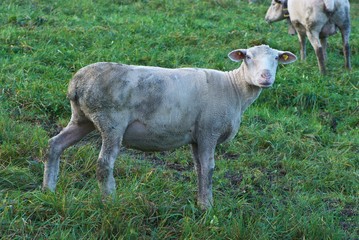 curious stupid sheep