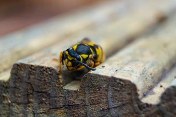 Wespe auf einem stück Holz 