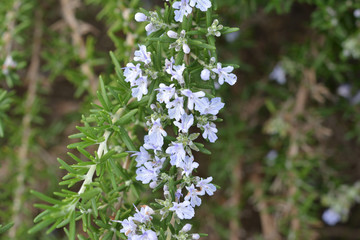 ローズマリー　花