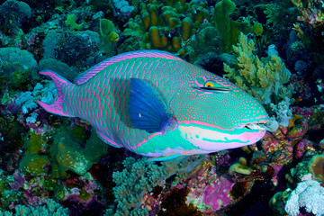 Parrot fish