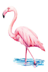 beautiful birds, pink flamingo, hand drawing, watercolor illustration on isolated white background 