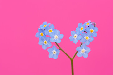 Beautiful forget - me - not flowers.
