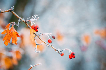 Hawthorn (Crataegus) berries on a branch under snow.