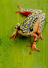 painted reed frog