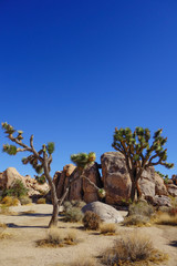 Wüstenlandschaft mit runden Felsen und Kakteen im Joshua Tree National Park in Kalifornien