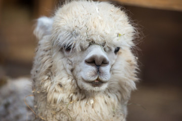 Closeup portrait of an adorable cute white curly shagged female alpaca with with an amusing headdress and bright black eyes. Vicugna pacos.