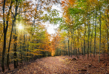 Die starke Herbstsonne scheint durch die bunten Blätter und lässt den Laubwald hell erleuchten	