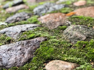 moss on rocks