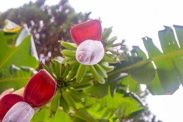 Flowers of banana tree. Natural background. 