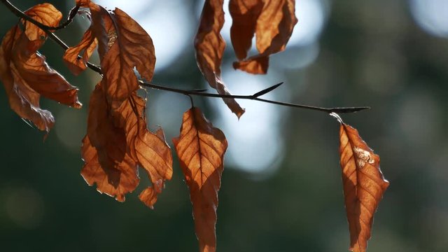 Brown autumn leaves in green forest sunshine, changing season. 4k