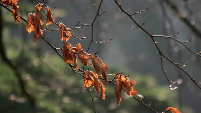 Brown autumn leaves in green forest sunshine, changing season. 4kBrown autumn leaves in green forest sunshine, changing season. 4k