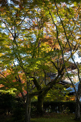 Fototapeta premium 京都ぶらり、黒谷、真如堂でモミジと塔