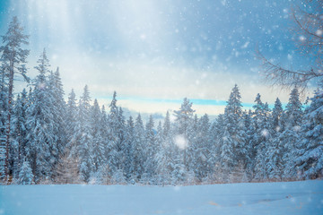  Winter fairytale-snow is falling in a forest with fir trees-christmas and happy new year background with copy space