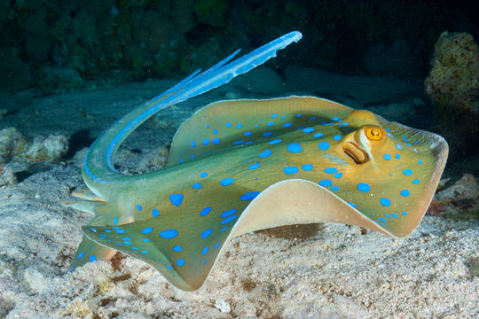 blue spotted stingray
