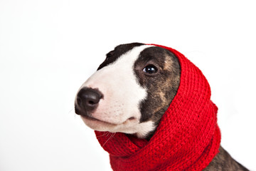 Dog breed mini bull terrier in a red scarf portrait isolated on a white background