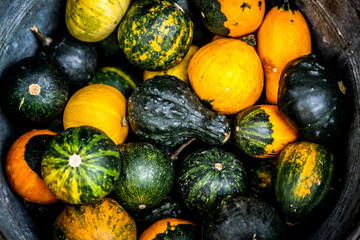 Yellow and green decorative little pumpkins in a flower shop.
