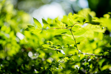 Abstract, nature Green leaf background and beautiful wallpaper.