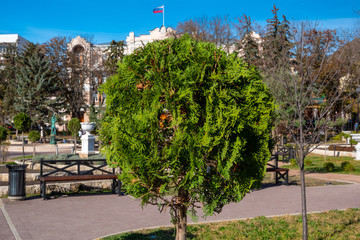 Decorative thuja