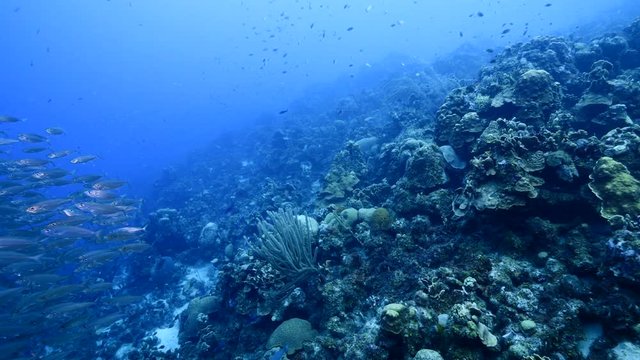 Bait ball / school of fish in turquoise water of coral reef in Caribbean Sea / Curacao