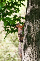Red squirrel on a tree in sunny forest