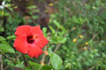 poppy in field