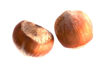 hazelnuts on the white background